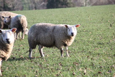 Portrait of sheep standing in a field