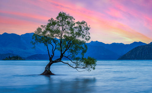 Tree by lake against sky during sunset