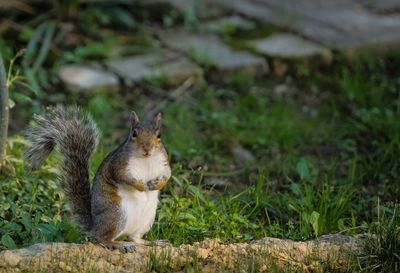 Squirrel on grass