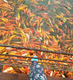 Low section of person standing in fish tank