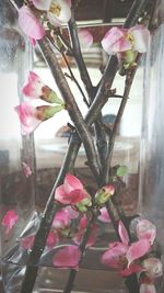 Close-up of pink flowers