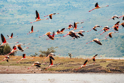 A flock of flamingos in flight at lake elementaita in soysambu conservancy in naivasha, kenya