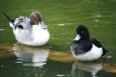 Ducks in water