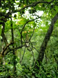 Close-up of insect on tree trunk