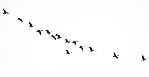 Low angle view of birds flying