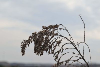 Low angle view of tree against sky