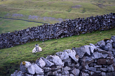 High angle view of a bird on rock