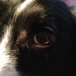 Close-up of dog