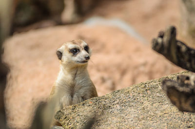 Close-up of meerkat