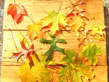 Close-up of dry leaves on plant during autumn