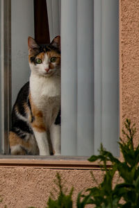 Cat looking out window