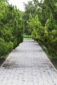 Walkway amidst trees against sky