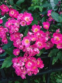 Close-up of pink flowers blooming outdoors