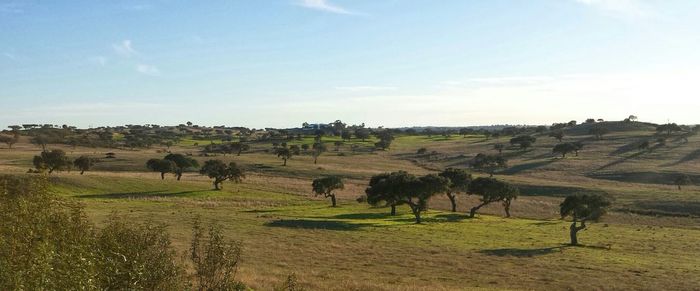 Scenic view of grassy field against sky