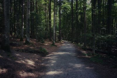 Pine trees in forest