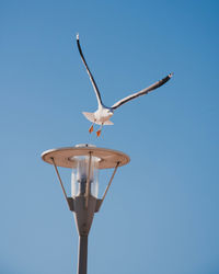 Low angle view of seagull flying against clear blue sky