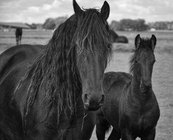 Horses standing in ranch