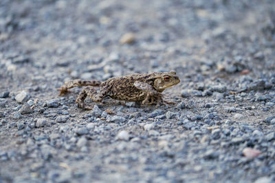 Close-up of frog on rock