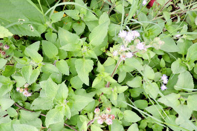 Full frame shot of flowering plant leaves