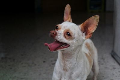 Close-up of a dog looking away