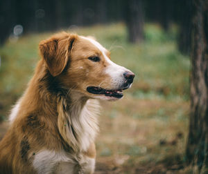 Close-up of dog looking away