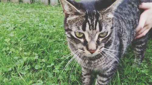 Close-up portrait of cat on field