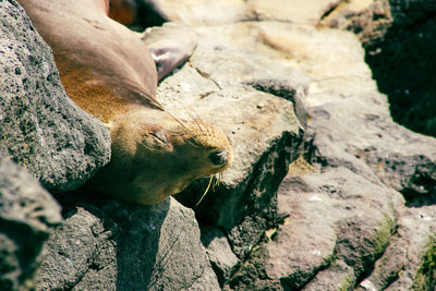 Sunbathing seal