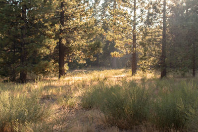 Trees in forest