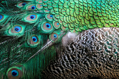 Close-up of peacock