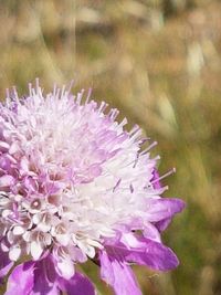 Close-up of purple flower blooming outdoors