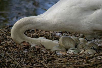 Swan with eggs in nest by lake