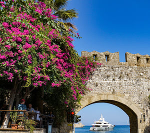 View of pink flowering plants at bridge