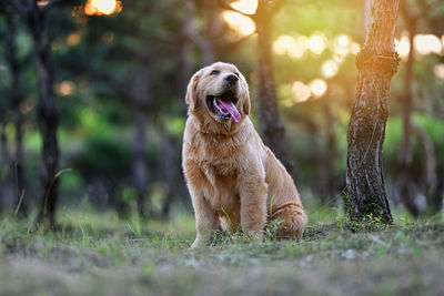 View of dog in forest