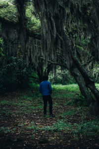 Full length rear view of man walking in forest