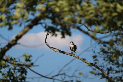 Birds Of EyeEm 