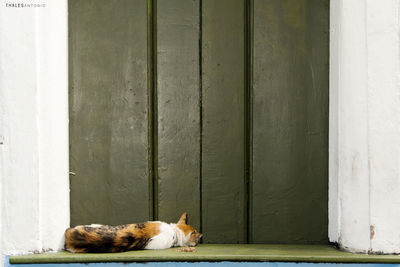 Tabby cat lying in front of a green wooden door. 