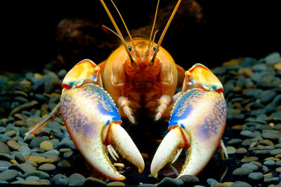 Close-up of crab in sea