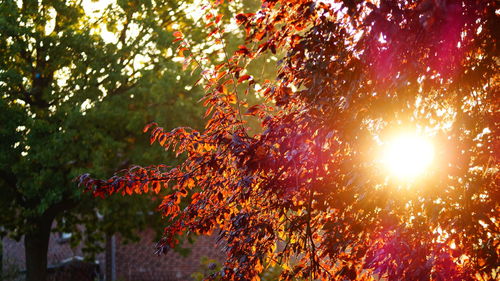 Low angle view of tree against sky on sunny day