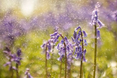 Close-up of wet purple flowering plants during rainy season