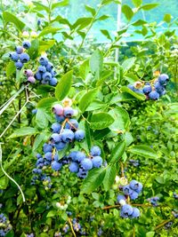 Close-up of berries growing on plant