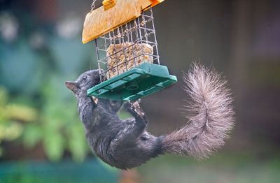 Close-up of bird feeder