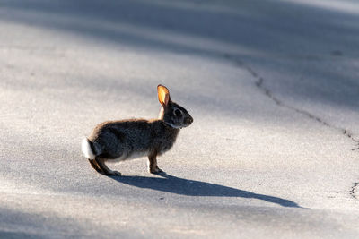 Adolescent marsh rabbit sylvilagus palustris with a shadow cast across the ground in naples, florida