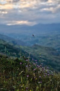 Purple flowering plants on field against sky