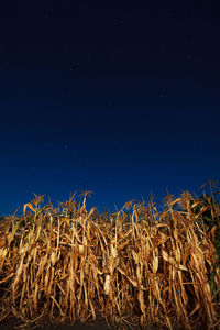 Low angle view of wheat against clear blue sky at night