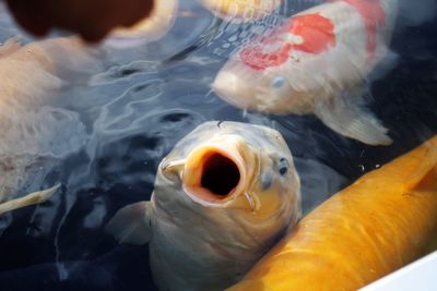 High angle view of fish swimming in lake