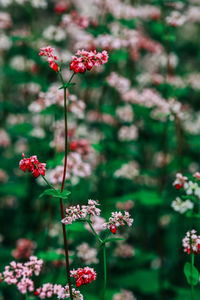 Close-up of red flowering plant