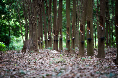 View of bamboo trees in forest