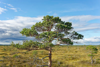 Trees on field against sky