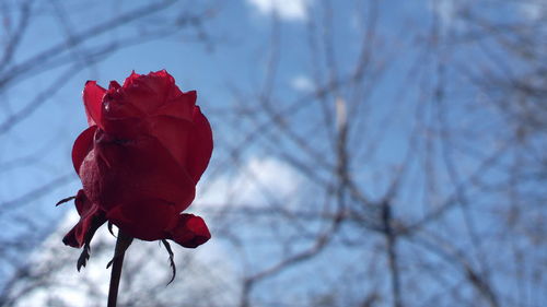 Close-up of red flower against sky