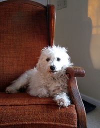 Portrait of a dog